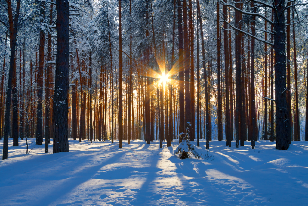 photo of wintery scene in the woods